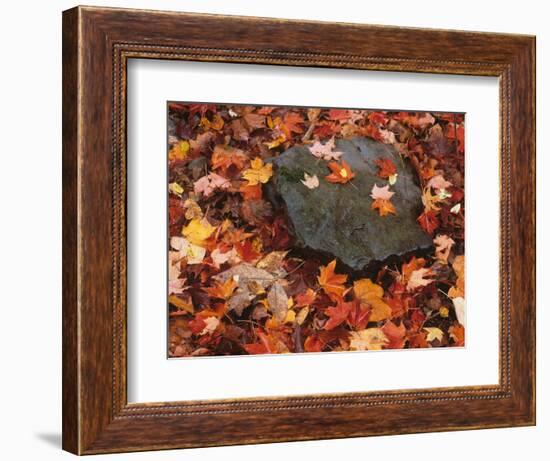 Forest Floor in Fall, World's End State Park, Pennsylvania, USA-Jaynes Gallery-Framed Photographic Print