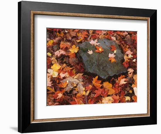 Forest Floor in Fall, World's End State Park, Pennsylvania, USA-Jaynes Gallery-Framed Photographic Print