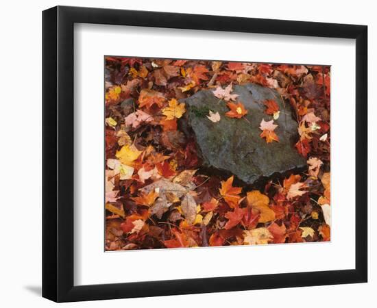 Forest Floor in Fall, World's End State Park, Pennsylvania, USA-Jaynes Gallery-Framed Photographic Print