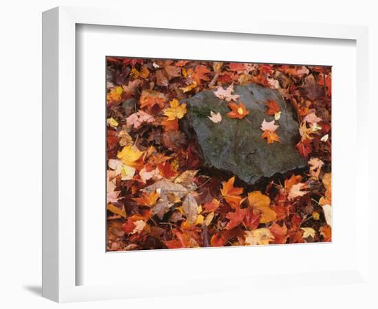 Forest Floor in Fall, World's End State Park, Pennsylvania, USA-Jaynes Gallery-Framed Photographic Print