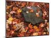 Forest Floor in Fall, World's End State Park, Pennsylvania, USA-Jaynes Gallery-Mounted Photographic Print