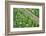 Forest Floor, Trunk, Wild Garlic-Rainer Mirau-Framed Photographic Print