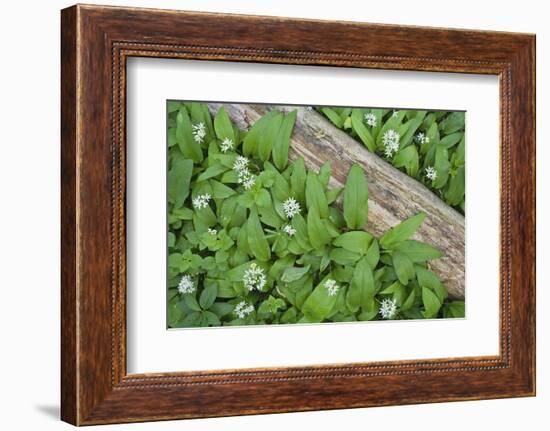 Forest Floor, Trunk, Wild Garlic-Rainer Mirau-Framed Photographic Print