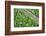 Forest Floor, Trunk, Wild Garlic-Rainer Mirau-Framed Photographic Print