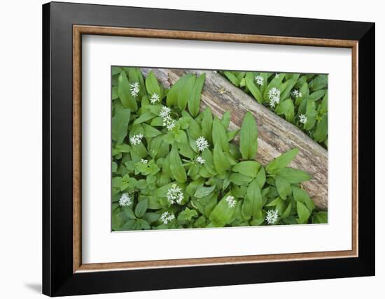 Forest Floor, Trunk, Wild Garlic-Rainer Mirau-Framed Photographic Print