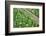 Forest Floor, Trunk, Wild Garlic-Rainer Mirau-Framed Photographic Print