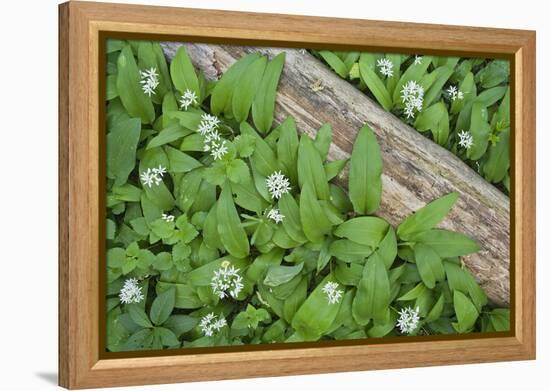 Forest Floor, Trunk, Wild Garlic-Rainer Mirau-Framed Premier Image Canvas