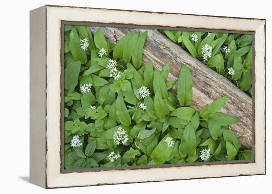 Forest Floor, Trunk, Wild Garlic-Rainer Mirau-Framed Premier Image Canvas