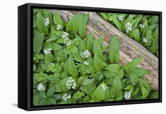 Forest Floor, Trunk, Wild Garlic-Rainer Mirau-Framed Premier Image Canvas