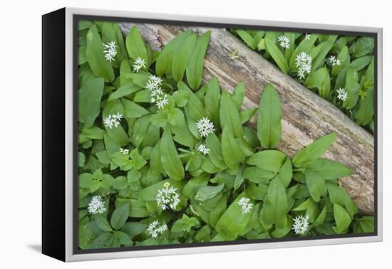 Forest Floor, Trunk, Wild Garlic-Rainer Mirau-Framed Premier Image Canvas