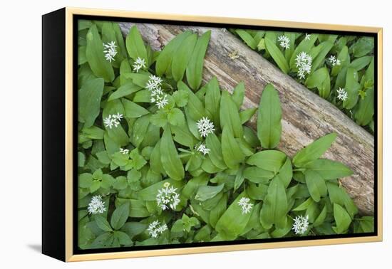 Forest Floor, Trunk, Wild Garlic-Rainer Mirau-Framed Premier Image Canvas