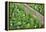 Forest Floor, Trunk, Wild Garlic-Rainer Mirau-Framed Premier Image Canvas