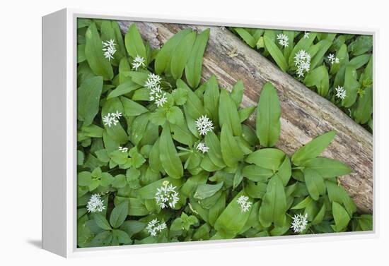 Forest Floor, Trunk, Wild Garlic-Rainer Mirau-Framed Premier Image Canvas