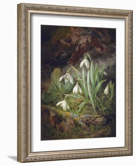 Forest Floor with Snowdrops-Josef Lauer-Framed Giclee Print