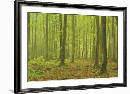 Forest Floor-Staffan Widstrand-Framed Giclee Print