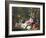 Forest Flowers-Jean Baptiste Claude Robie-Framed Giclee Print