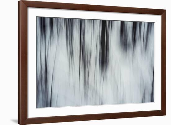 Forest Flurry-Andreas Stridsberg-Framed Giclee Print