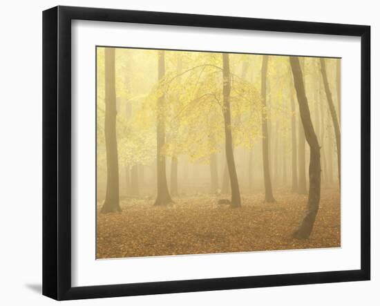 Forest Fog 2-Doug Chinnery-Framed Photographic Print