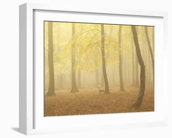 Forest Fog 2-Doug Chinnery-Framed Photographic Print