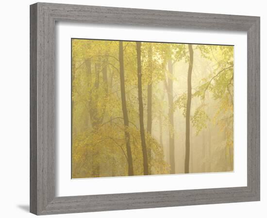 Forest Fog 3-Doug Chinnery-Framed Photographic Print
