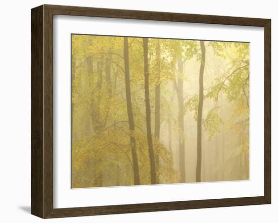 Forest Fog 3-Doug Chinnery-Framed Photographic Print