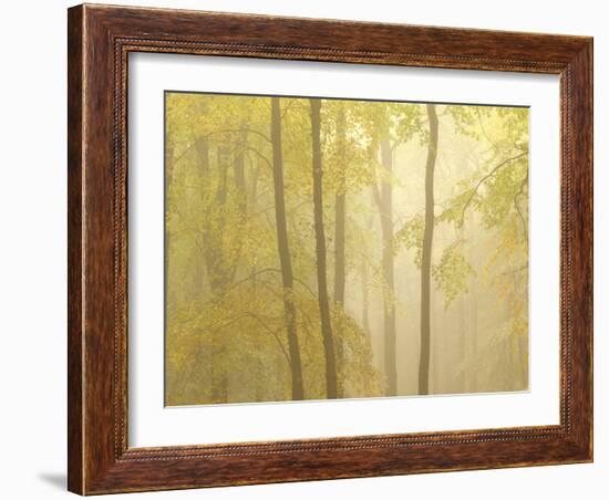 Forest Fog 3-Doug Chinnery-Framed Photographic Print