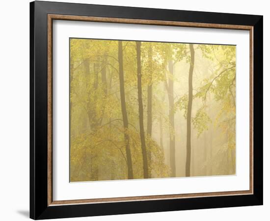 Forest Fog 3-Doug Chinnery-Framed Photographic Print