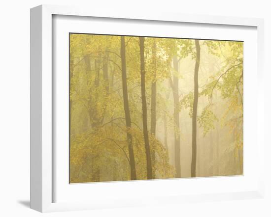 Forest Fog 3-Doug Chinnery-Framed Photographic Print