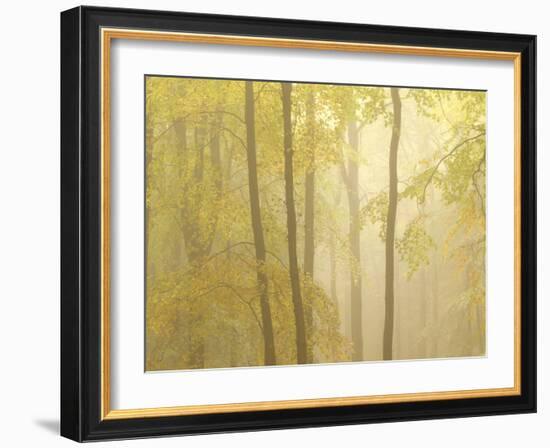 Forest Fog 3-Doug Chinnery-Framed Photographic Print