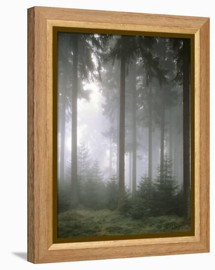 Forest, Fog, Incidence of Light-Thonig-Framed Premier Image Canvas
