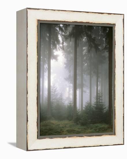 Forest, Fog, Incidence of Light-Thonig-Framed Premier Image Canvas