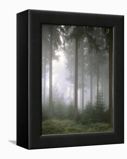 Forest, Fog, Incidence of Light-Thonig-Framed Premier Image Canvas