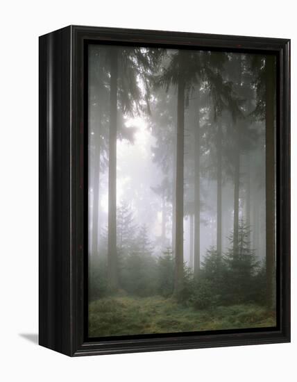 Forest, Fog, Incidence of Light-Thonig-Framed Premier Image Canvas