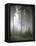 Forest, Fog, Incidence of Light-Thonig-Framed Premier Image Canvas