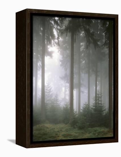 Forest, Fog, Incidence of Light-Thonig-Framed Premier Image Canvas