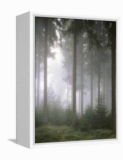 Forest, Fog, Incidence of Light-Thonig-Framed Premier Image Canvas