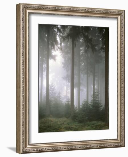 Forest, Fog, Incidence of Light-Thonig-Framed Photographic Print