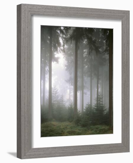 Forest, Fog, Incidence of Light-Thonig-Framed Photographic Print