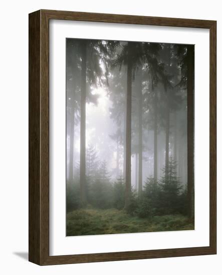 Forest, Fog, Incidence of Light-Thonig-Framed Photographic Print