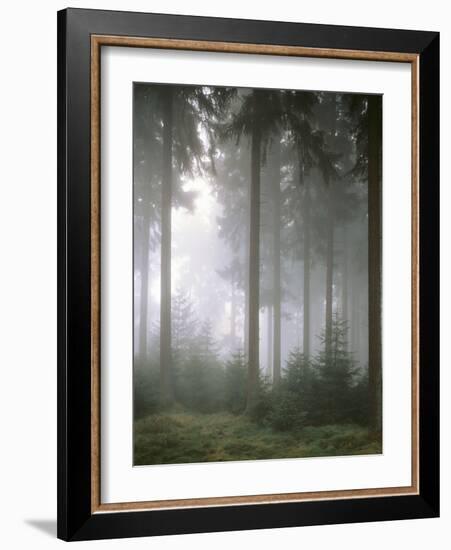 Forest, Fog, Incidence of Light-Thonig-Framed Photographic Print