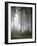 Forest, Fog, Incidence of Light-Thonig-Framed Photographic Print