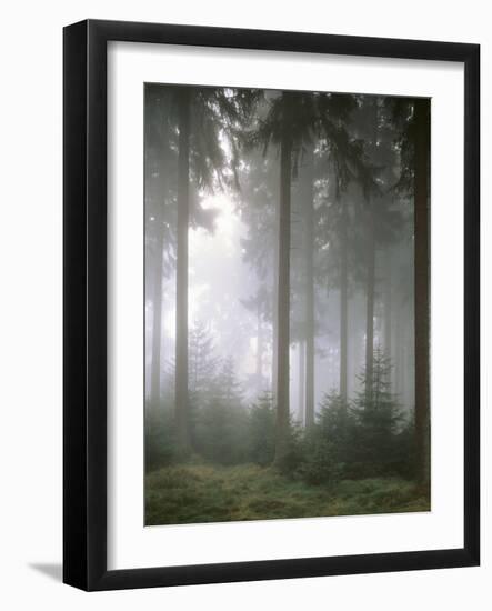 Forest, Fog, Incidence of Light-Thonig-Framed Photographic Print