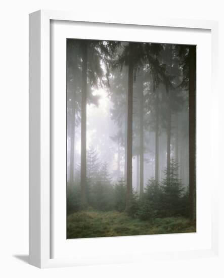 Forest, Fog, Incidence of Light-Thonig-Framed Photographic Print