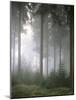 Forest, Fog, Incidence of Light-Thonig-Mounted Photographic Print