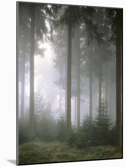 Forest, Fog, Incidence of Light-Thonig-Mounted Photographic Print