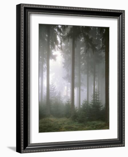 Forest, Fog, Incidence of Light-Thonig-Framed Photographic Print