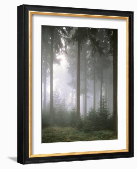 Forest, Fog, Incidence of Light-Thonig-Framed Photographic Print