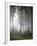 Forest, Fog, Incidence of Light-Thonig-Framed Photographic Print