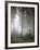 Forest, Fog, Incidence of Light-Thonig-Framed Photographic Print