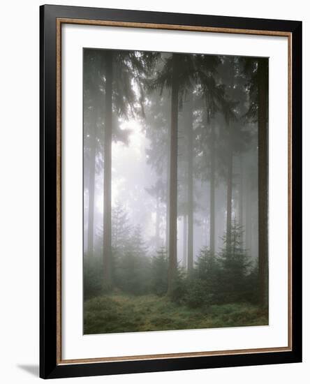 Forest, Fog, Incidence of Light-Thonig-Framed Photographic Print